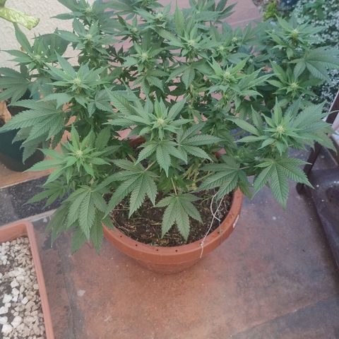 White Widow growlog photo: Pós aplicação chá 