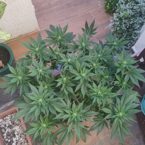 White Widow growlog timeline photo