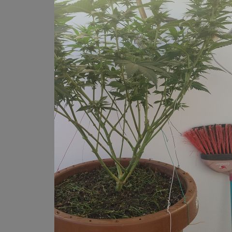White Widow growlog photo: Pós aplicação chá 