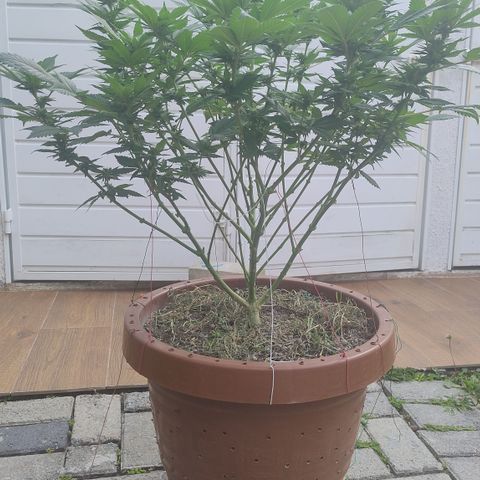 White Widow growlog photo: Registro