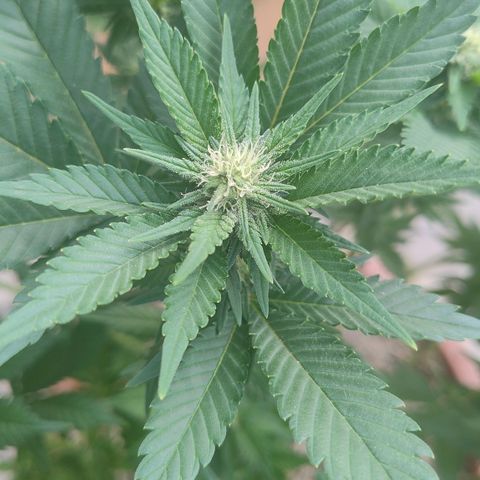 White Widow growlog photo: Registro