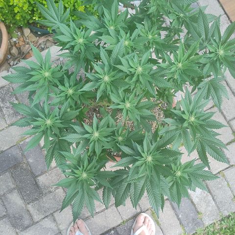 White Widow growlog photo: Registro
