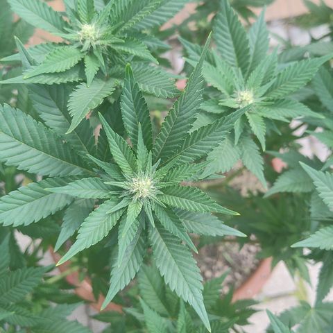 White Widow growlog photo: Registro