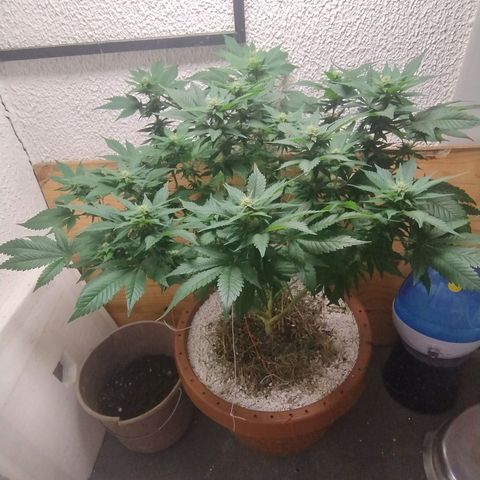 White Widow growlog photo: Registro