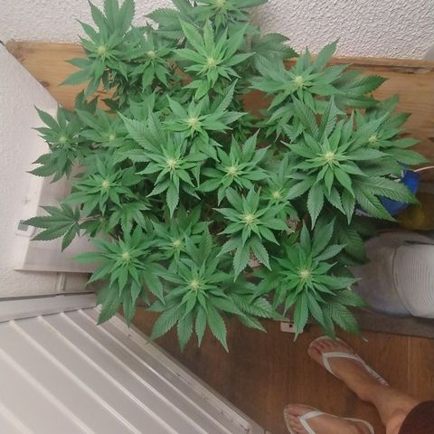 White Widow growlog photo: Registro