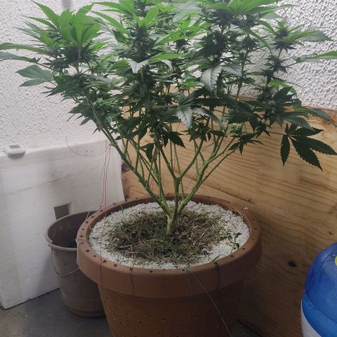 White Widow growlog photo: Registro