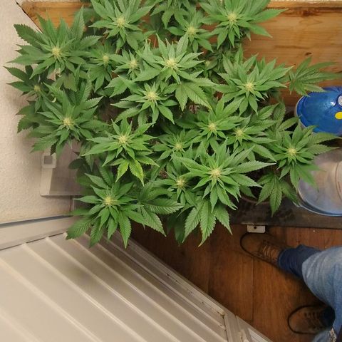 White Widow growlog photo: Registro