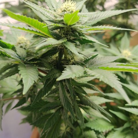 White Widow growlog photo: Registro