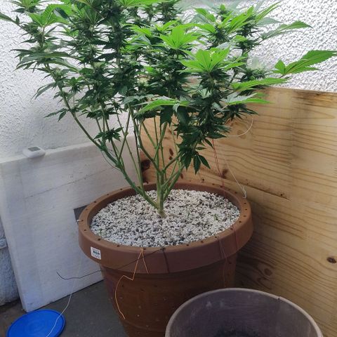 White Widow growlog photo: Registro
