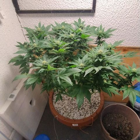 White Widow growlog photo: Registro