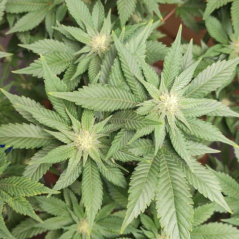 White Widow growlog photo: Registro