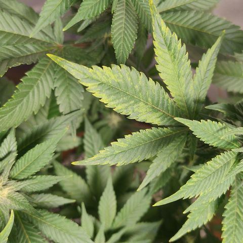White Widow growlog photo: Registro