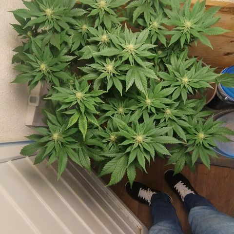 White Widow growlog photo: Registro