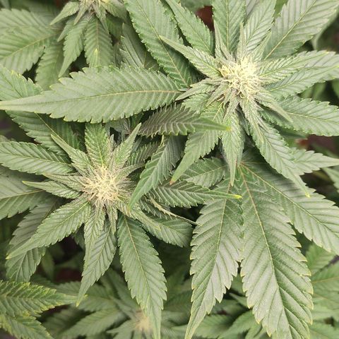 White Widow growlog photo: Registro
