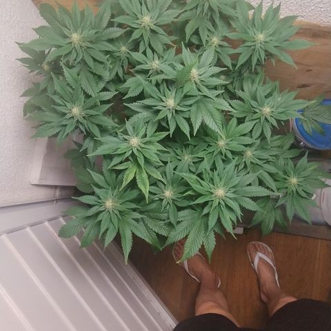 White Widow growlog photo: Registro