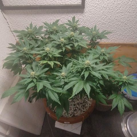 White Widow growlog photo: Registro