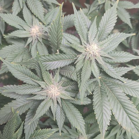 White Widow growlog photo: Registro