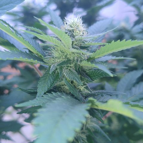 White Widow growlog photo: Registro