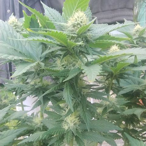 White Widow growlog photo: Registro