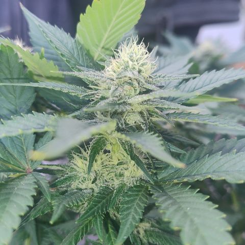 White Widow growlog photo: Registro