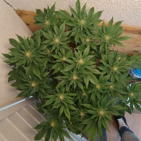 White Widow growlog photo: Registro