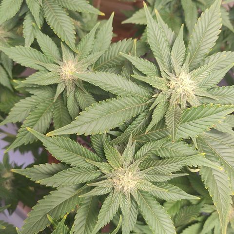 White Widow growlog photo: Registro