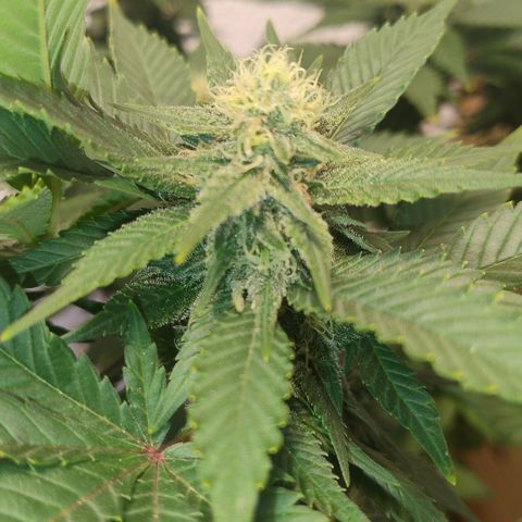 White Widow growlog photo: Registro