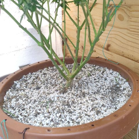 White Widow growlog photo: Registro