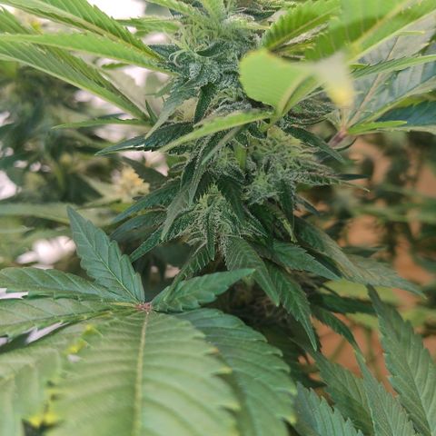 White Widow growlog photo: Registro
