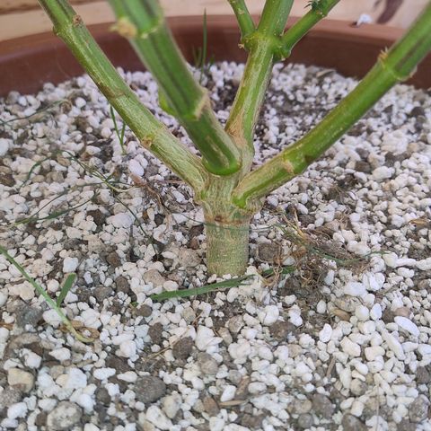 White Widow growlog photo: Registro
