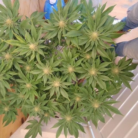 White Widow growlog photo: Registro
