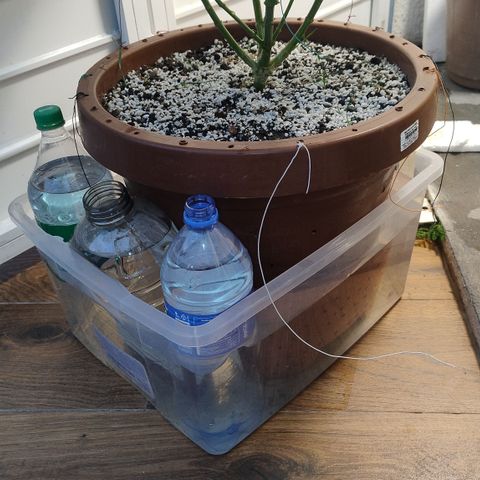 White Widow growlog photo: Rega por capilaridade
