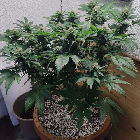 White Widow growlog photo: 18h28 pós rega