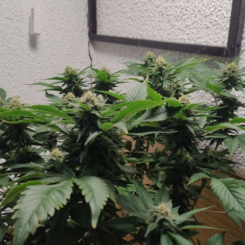 White Widow growlog photo: 18h28 pós rega