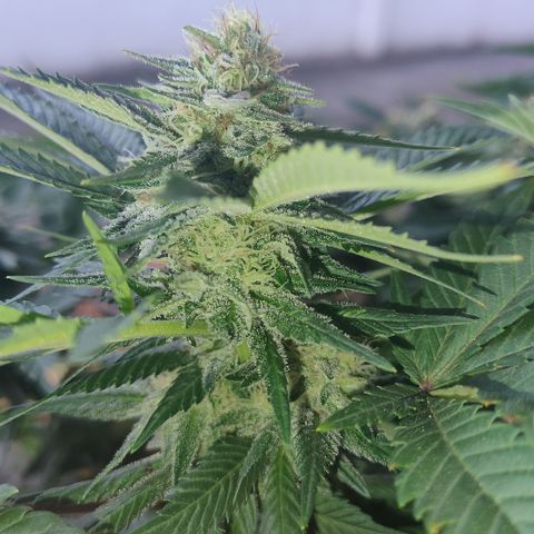 White Widow growlog photo: Registro