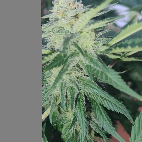 White Widow growlog photo: Registro