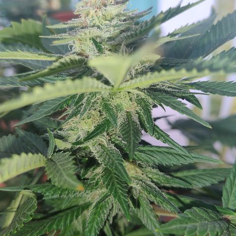 White Widow growlog photo: Registro