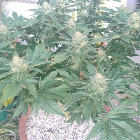 White Widow growlog photo: Registro