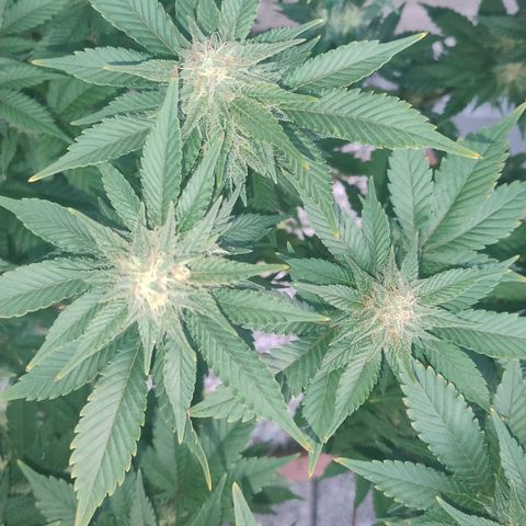White Widow growlog photo: Registro