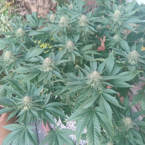 White Widow growlog photo: Registro