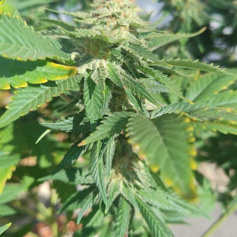White Widow growlog timeline photo