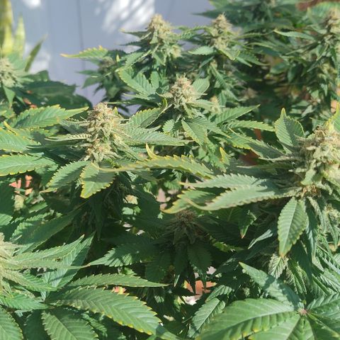 White Widow growlog timeline photo