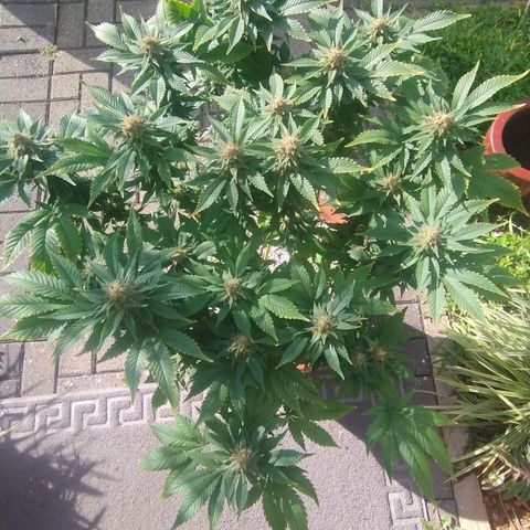 White Widow growlog timeline photo