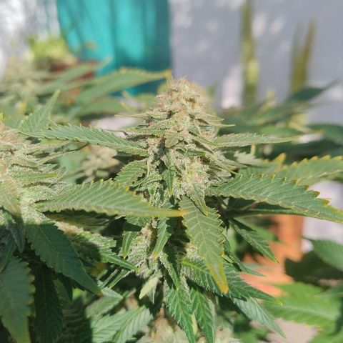 White Widow growlog timeline photo