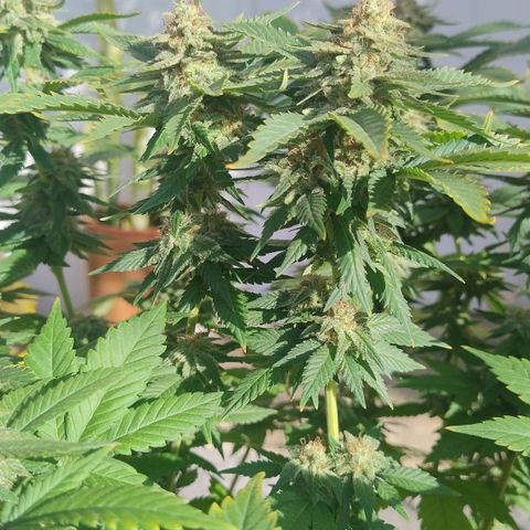 White Widow growlog timeline photo