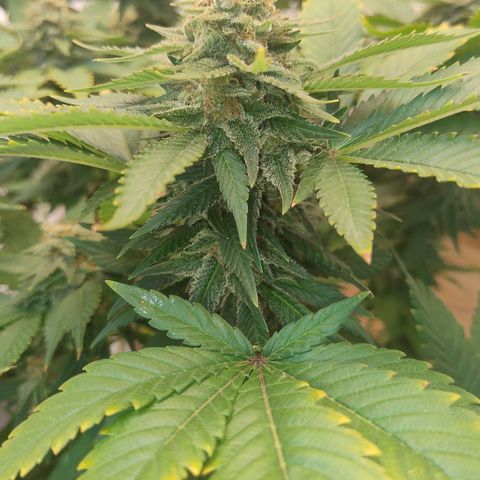 White Widow growlog timeline photo