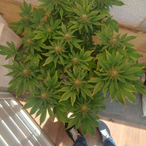 White Widow growlog timeline photo