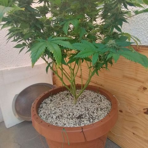 White Widow growlog timeline photo