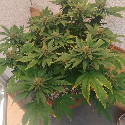 White Widow growlog timeline photo