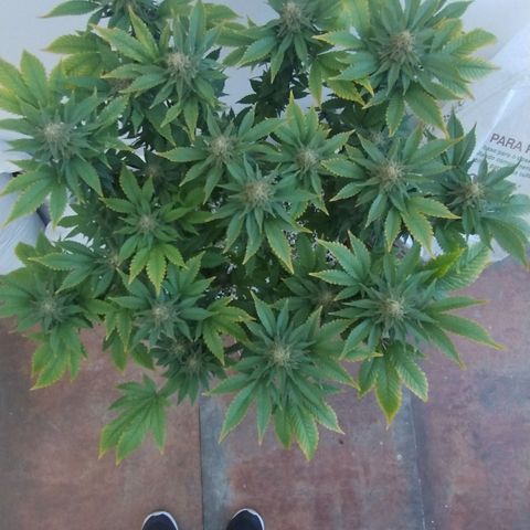 White Widow growlog timeline photo